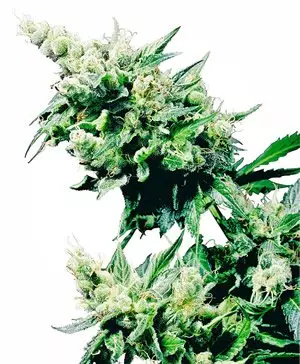 Hash Plant Cannabis Cub Gewinner