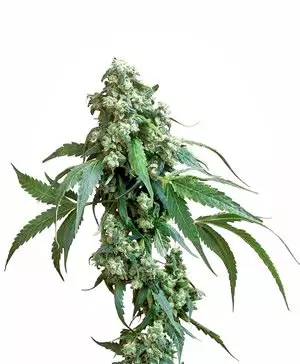 Marihuana Indica Sorte Cannabis Cup Gewinner