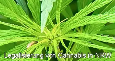 Cannabis Legal in NRW