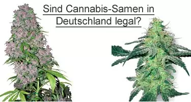 Legal Cannabissamen kaufen