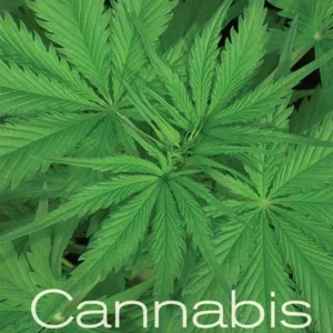 Cannabis: Evolution and Ethnobotany [Gebundene Ausgabe]
