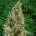 Anbau Autoflowering Cannabis-Samen