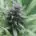 Wachstumsphasen von Cannabis