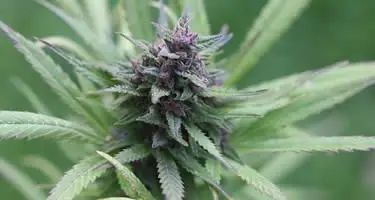 Wachstumsphasen von Cannabis